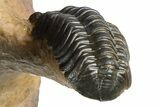 Large Metacanthina Trilobite With Reedops - Lghaft, Morocco #381585-10